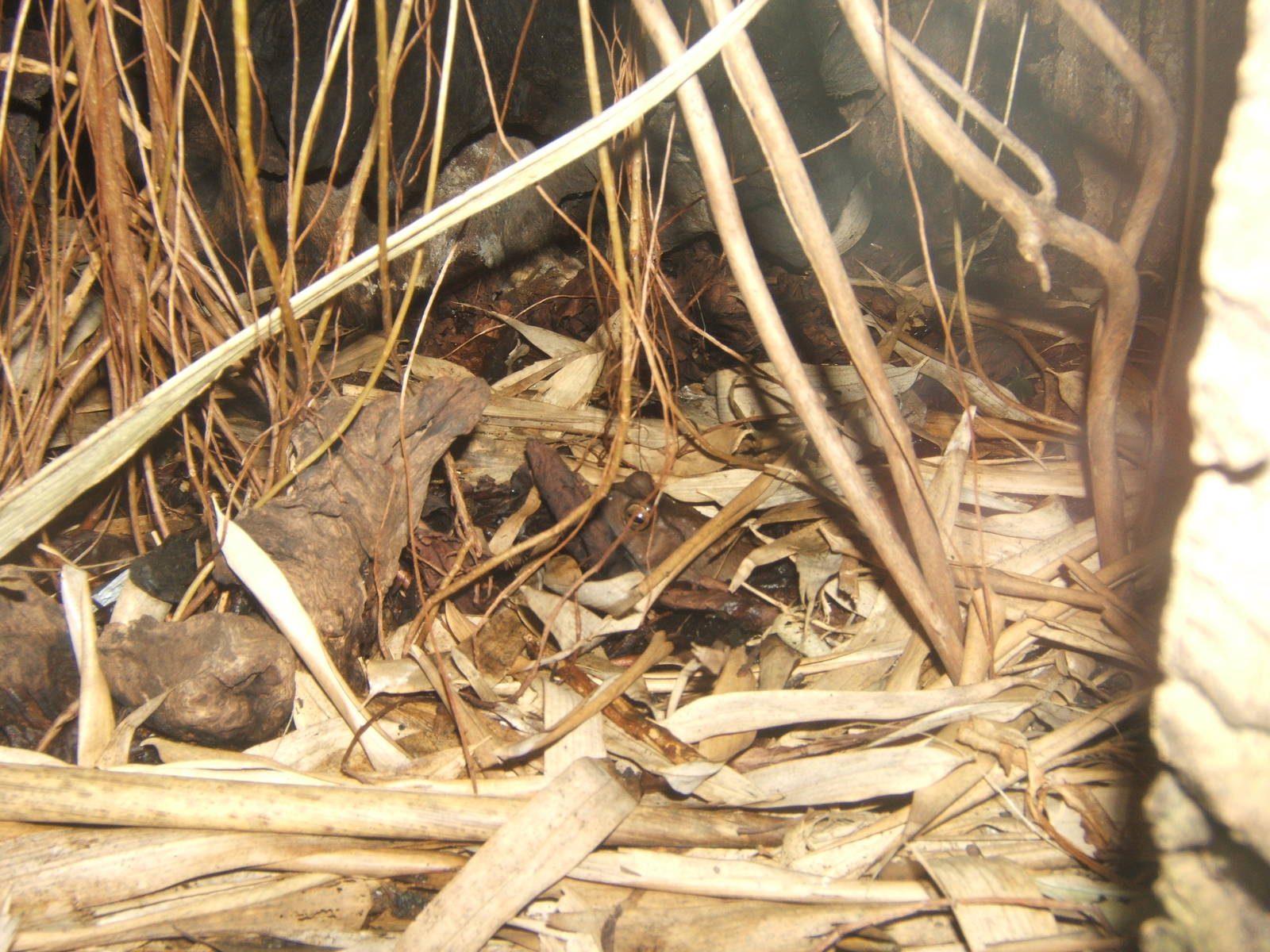 Male Asian Tree Toad