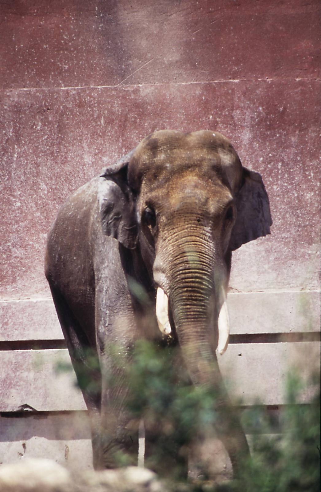 Male Asiatic elephant 1