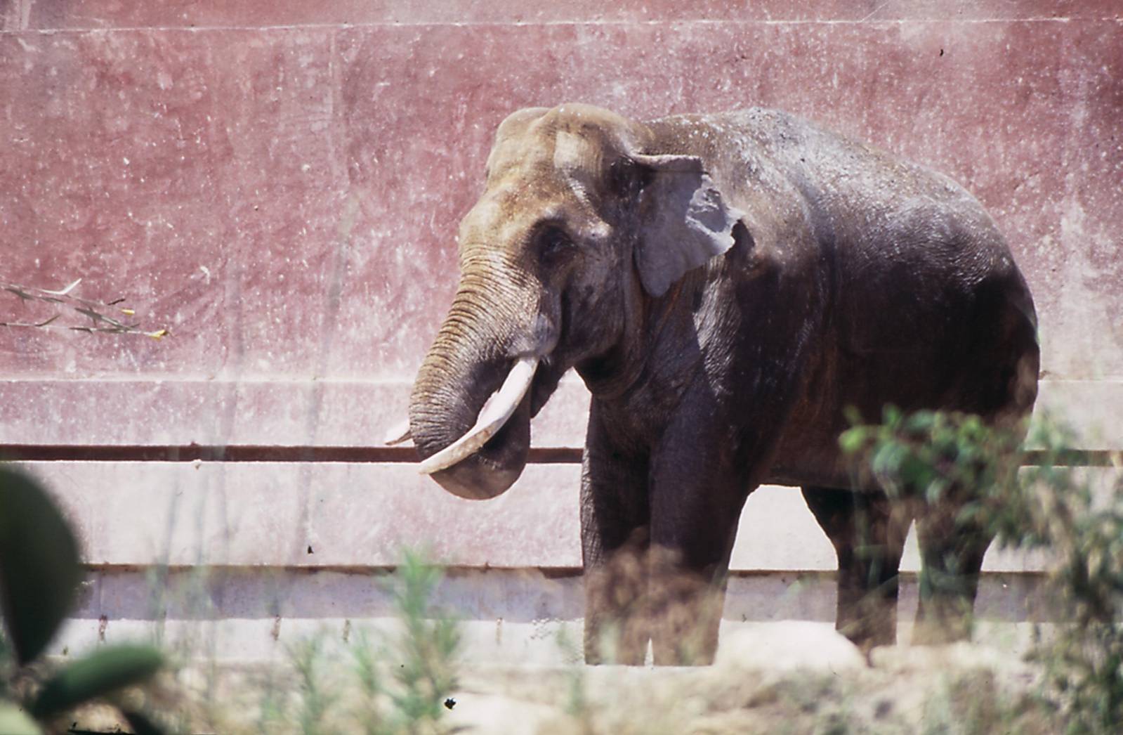 Male Asiatic elephant 2