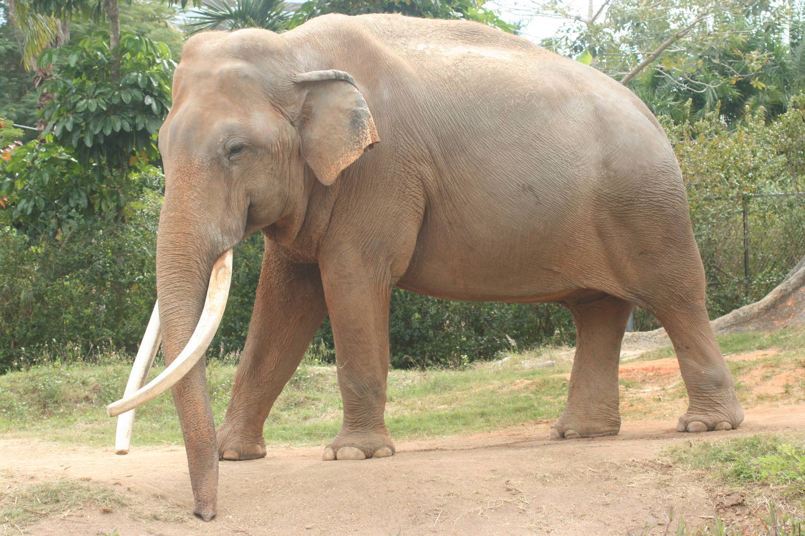 Male Asiatic Elephant; Miami Metrozoo; February 2009