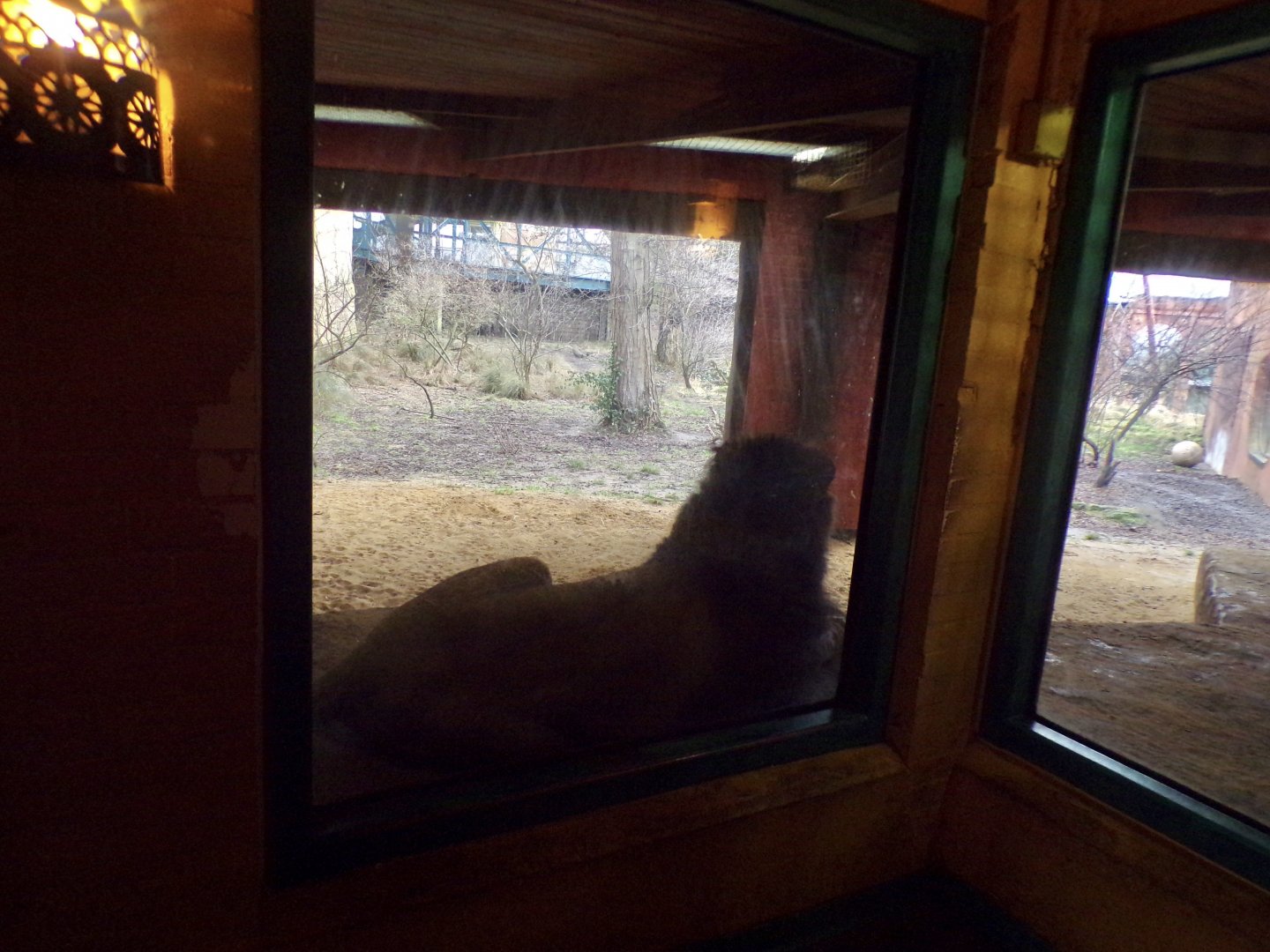 Male asiatic lion 11.2.25