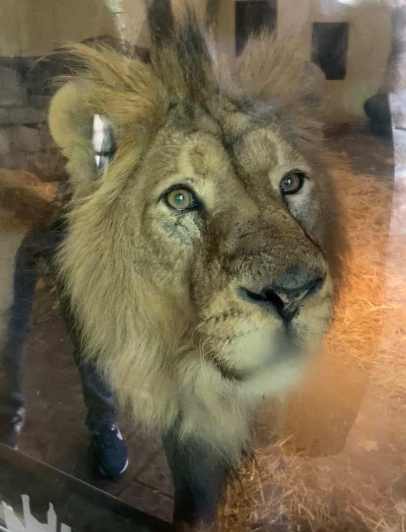 Male Asiatic Lion, Jay