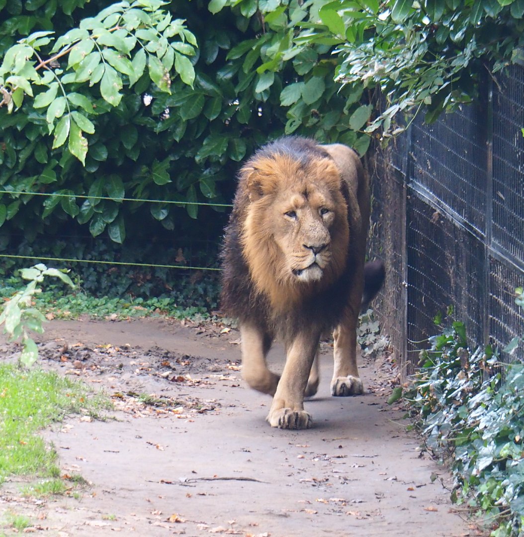 Male Asiatic lion (Panthera leo persica), 2021-11-06