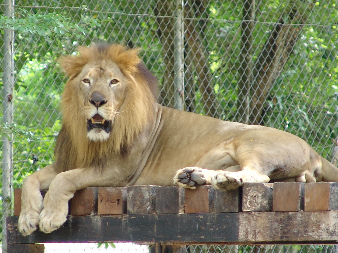Male Asiatic lion (Panthera leo persica)