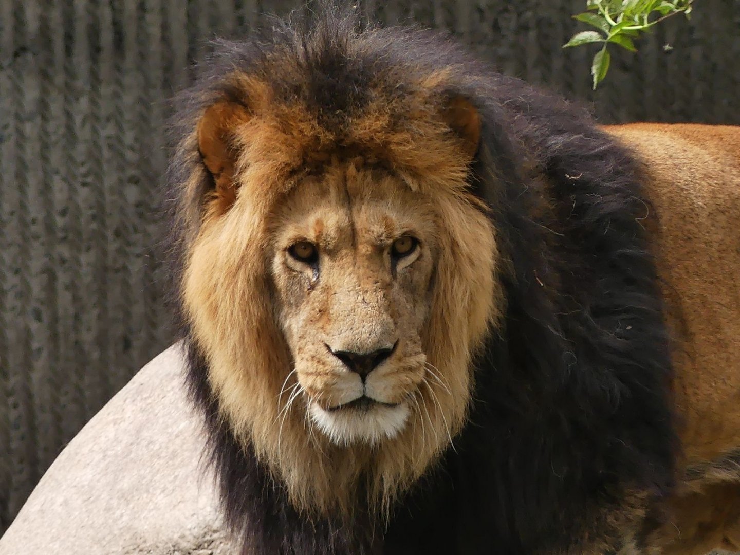male Asiatic Lion - Zoo København - 26.05.25