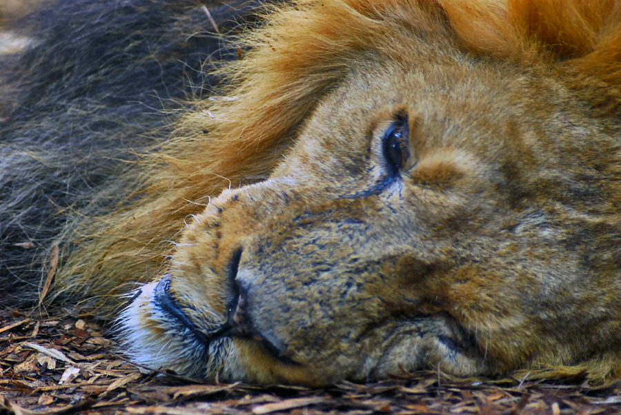 Male Asiatic Lion