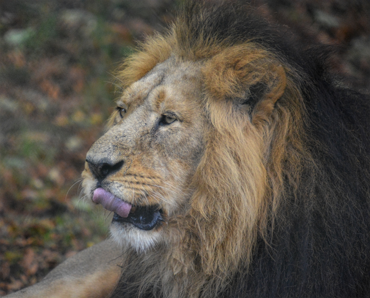 Male Asiatic Lion