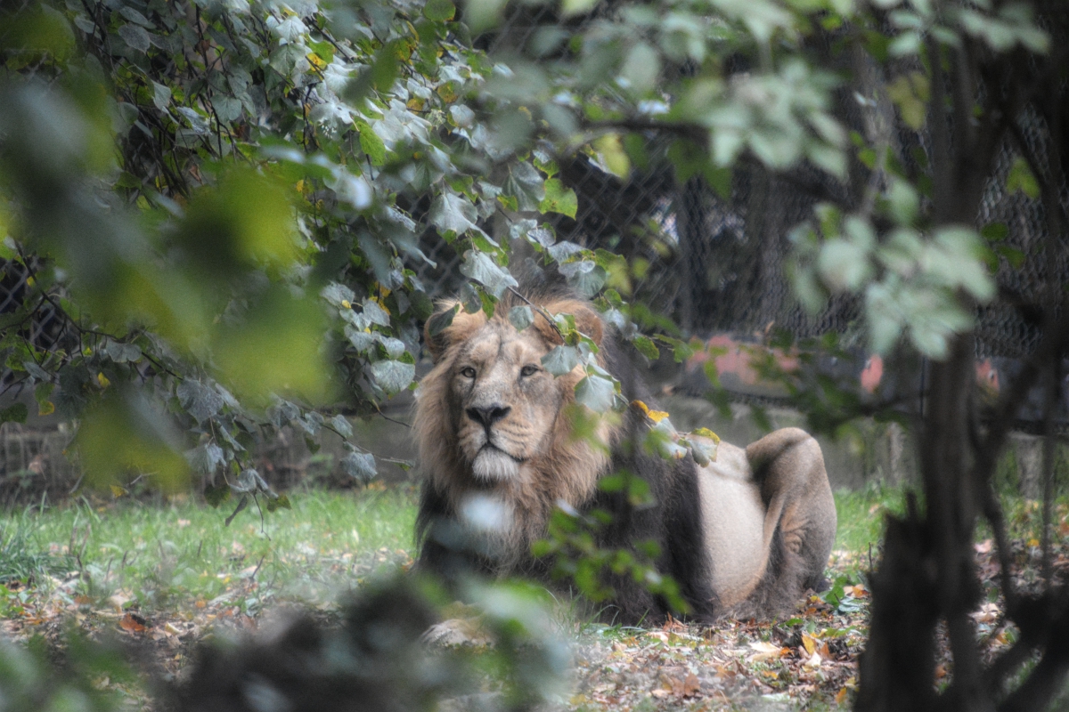 Male Asiatic Lion