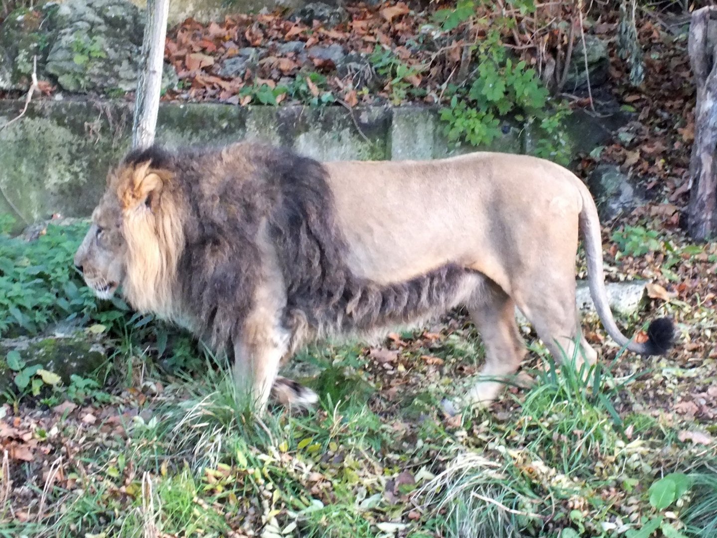 Male Asiatic lion