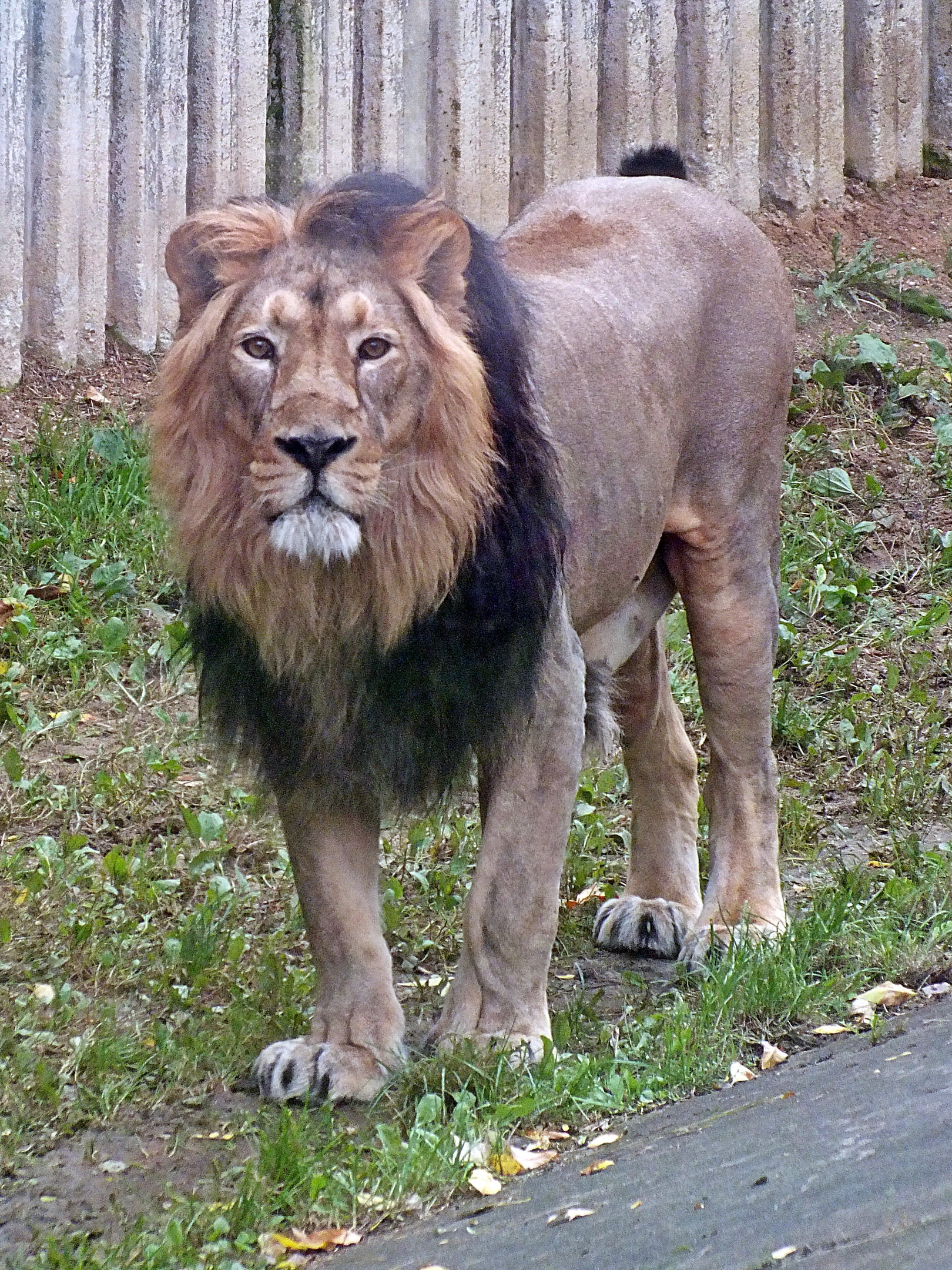 Male Asiatic lion