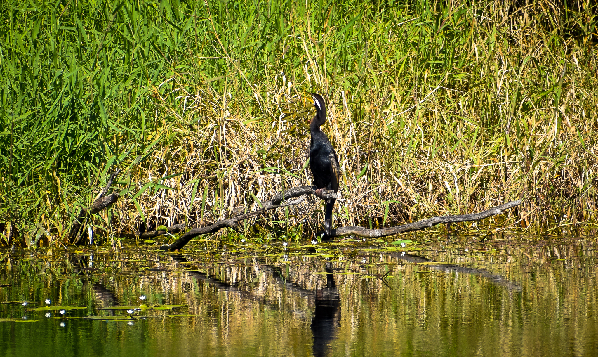 Male - Australasian Darter (Anhinga novaehollandiae)