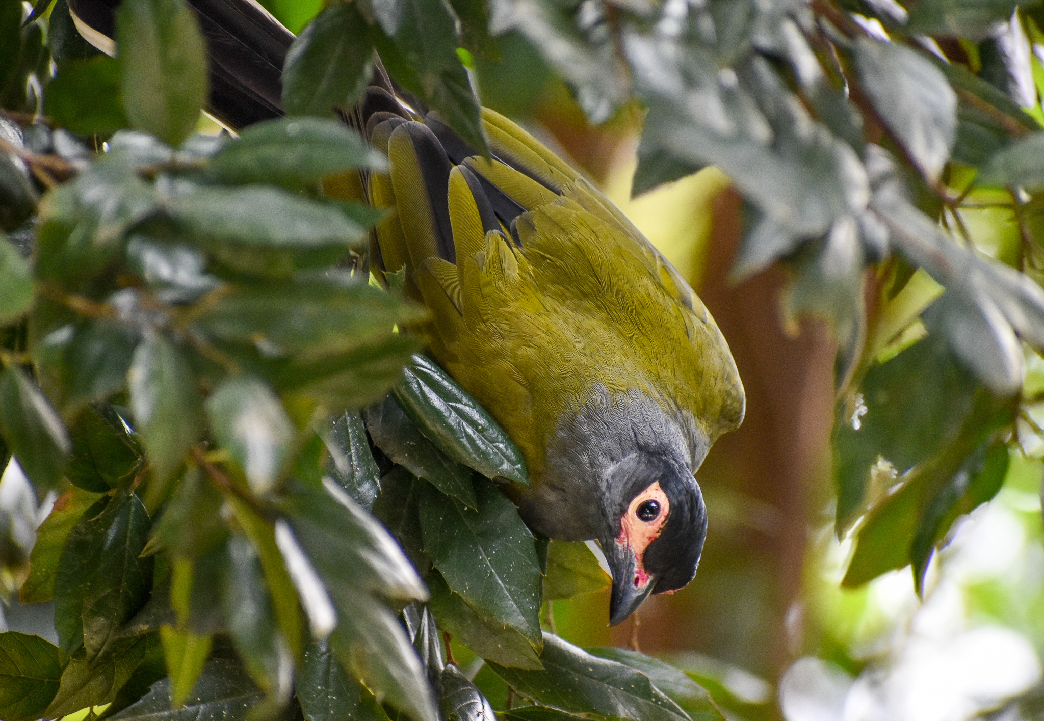 Male Australasian Figbird