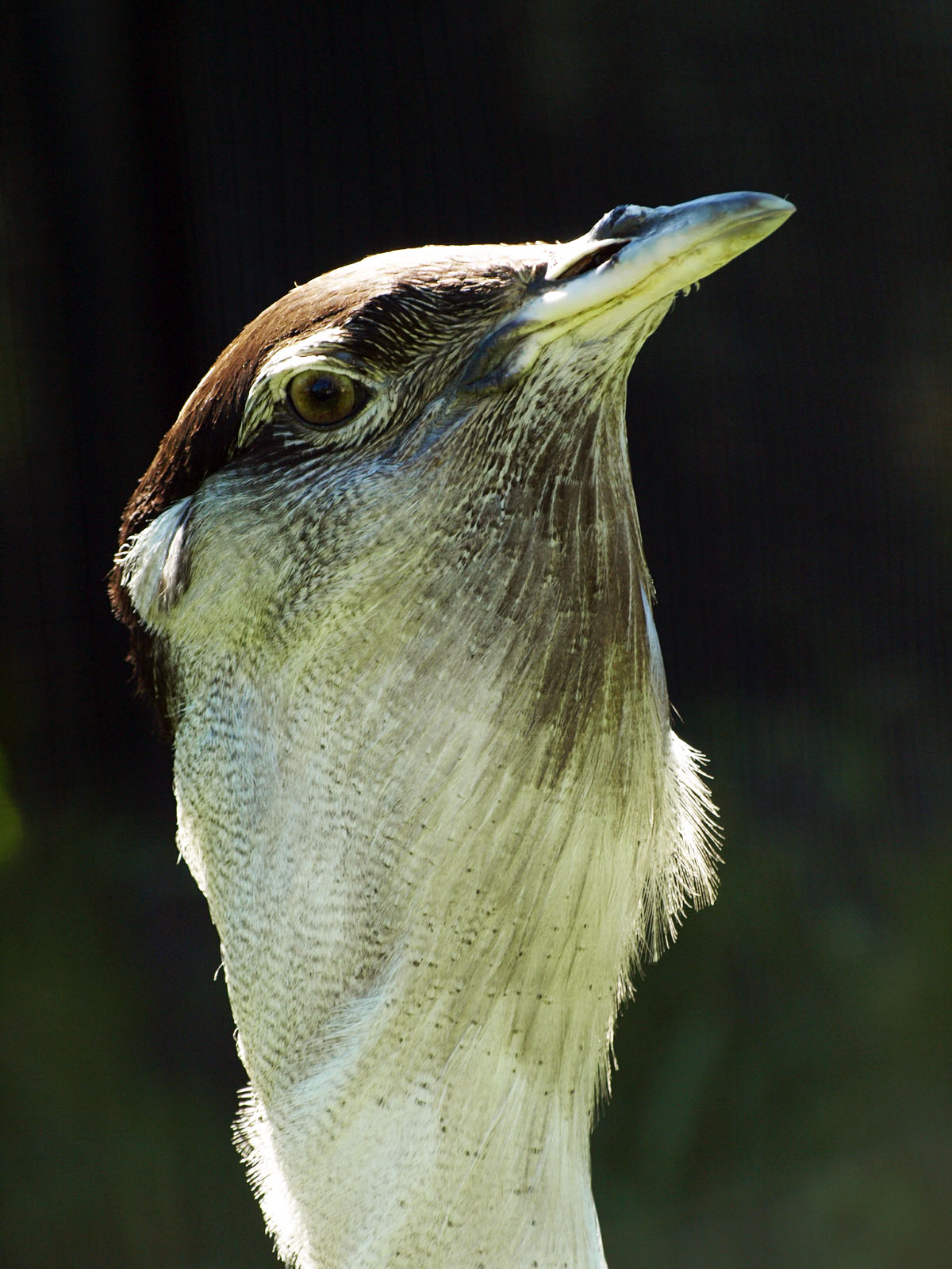 Male Australian Bustard