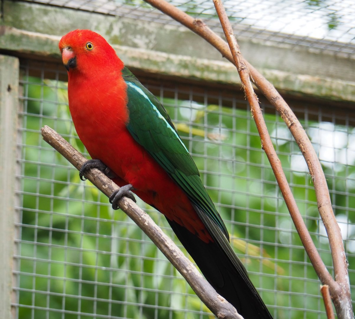 Male Australian king parrot (Alisterus scapularis), 2019-05-25