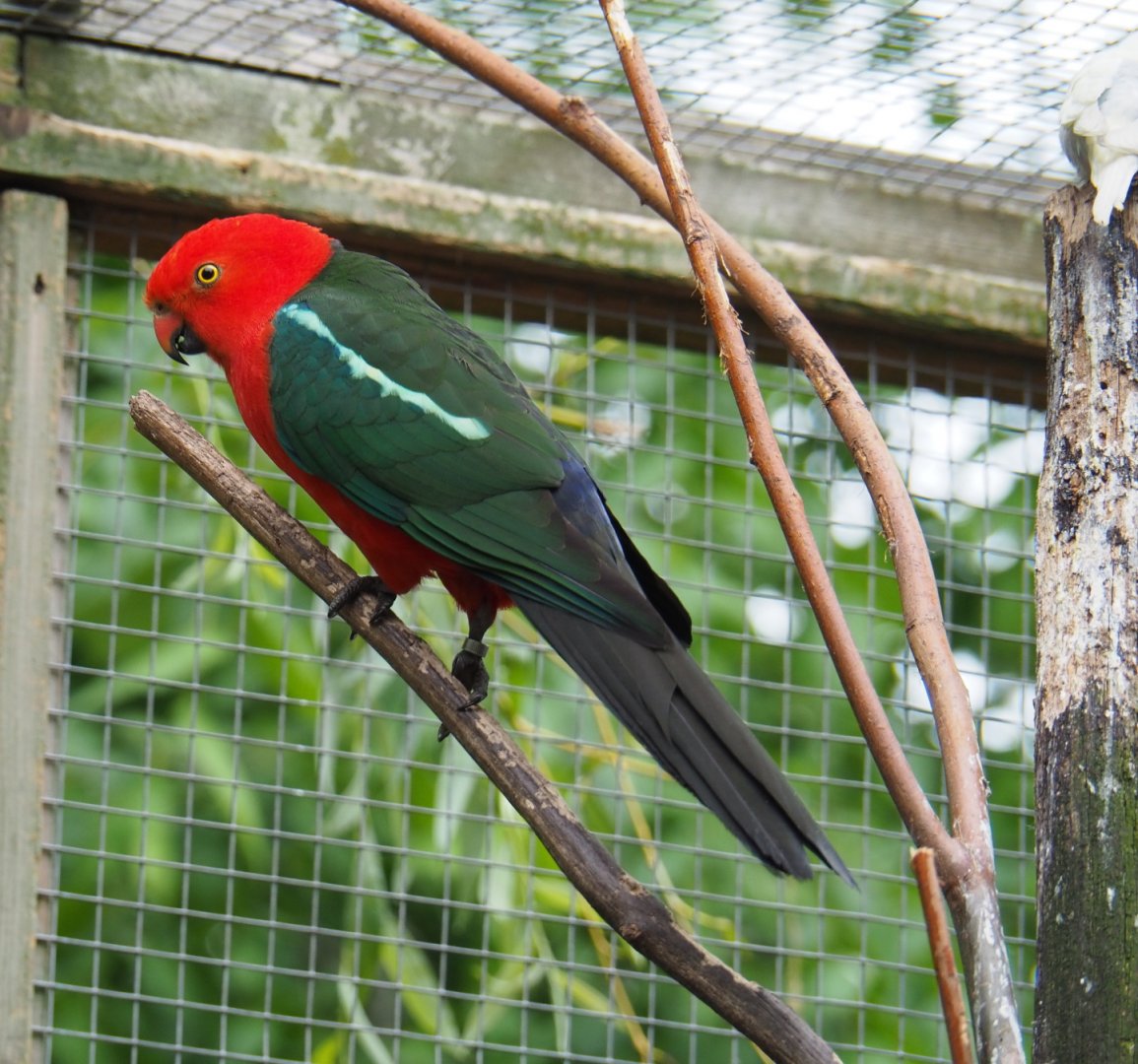 Male Australian king parrot (Alisterus scapularis), 2019-05-25