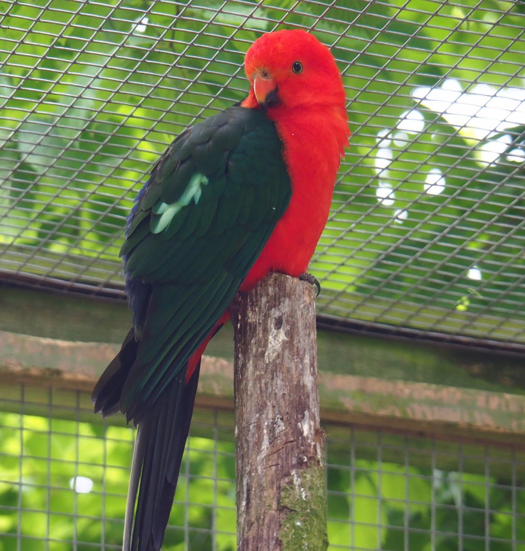 Male Australian king parrot (Alisterus scapularis), 2019-05-25