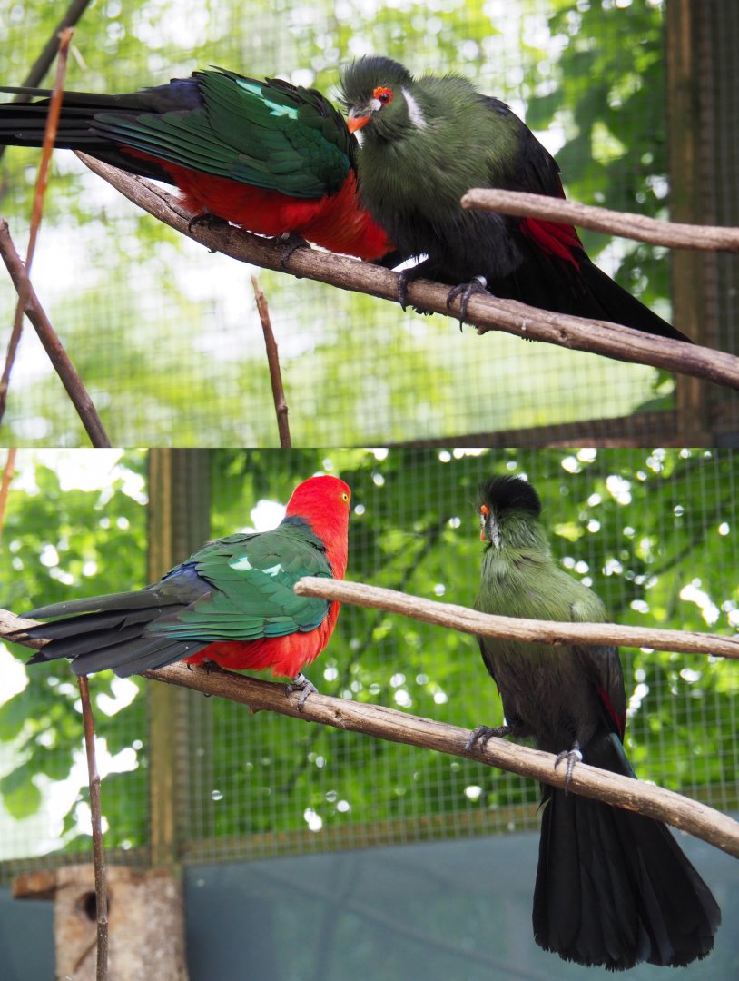Male Australian king parrot (Alisterus scapularis) and White-cheeked turaco (Tauraco leucotis leucotis), 2019-05-25