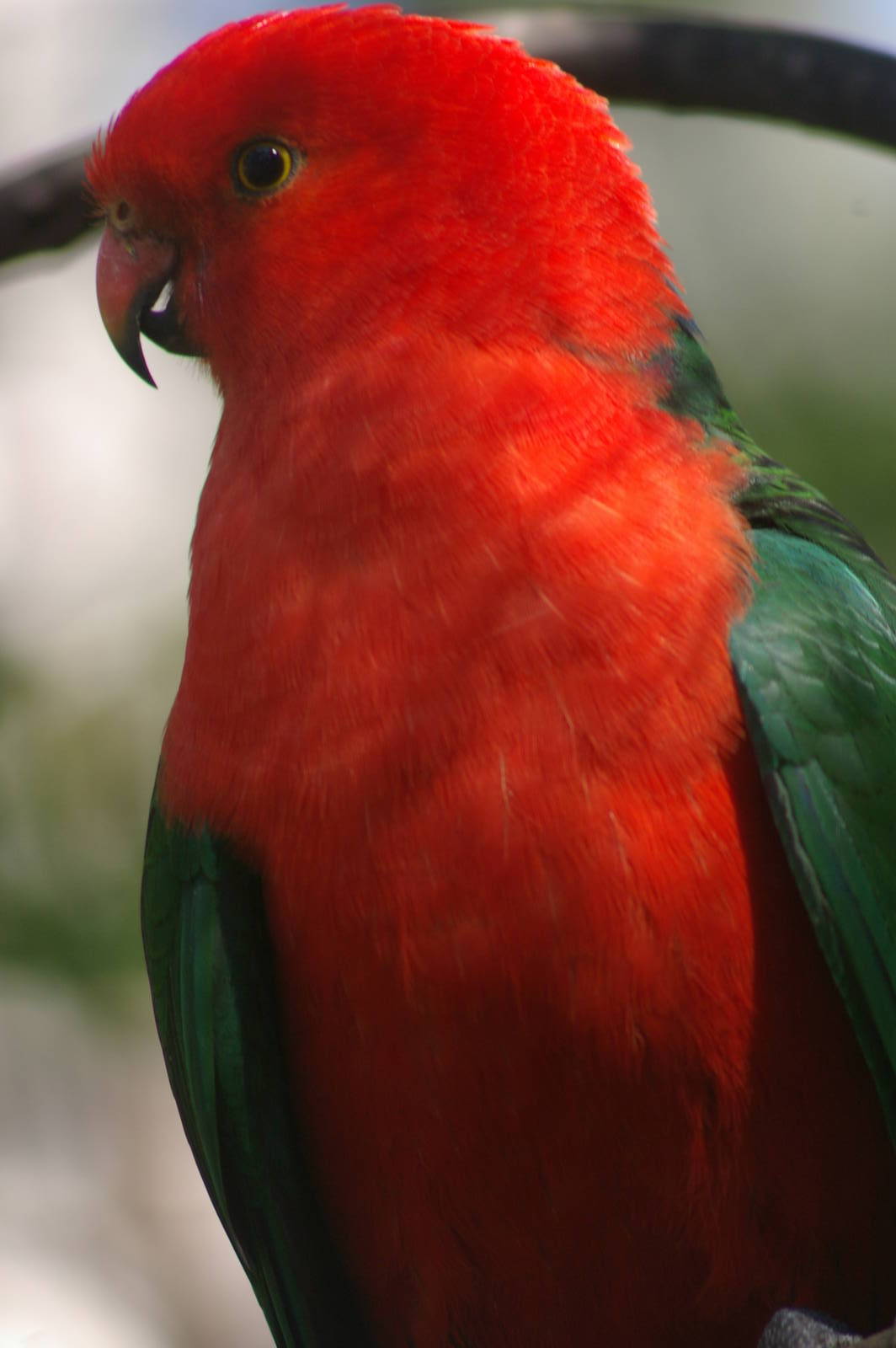 male Australian king parrot (Alisterus scapularis)