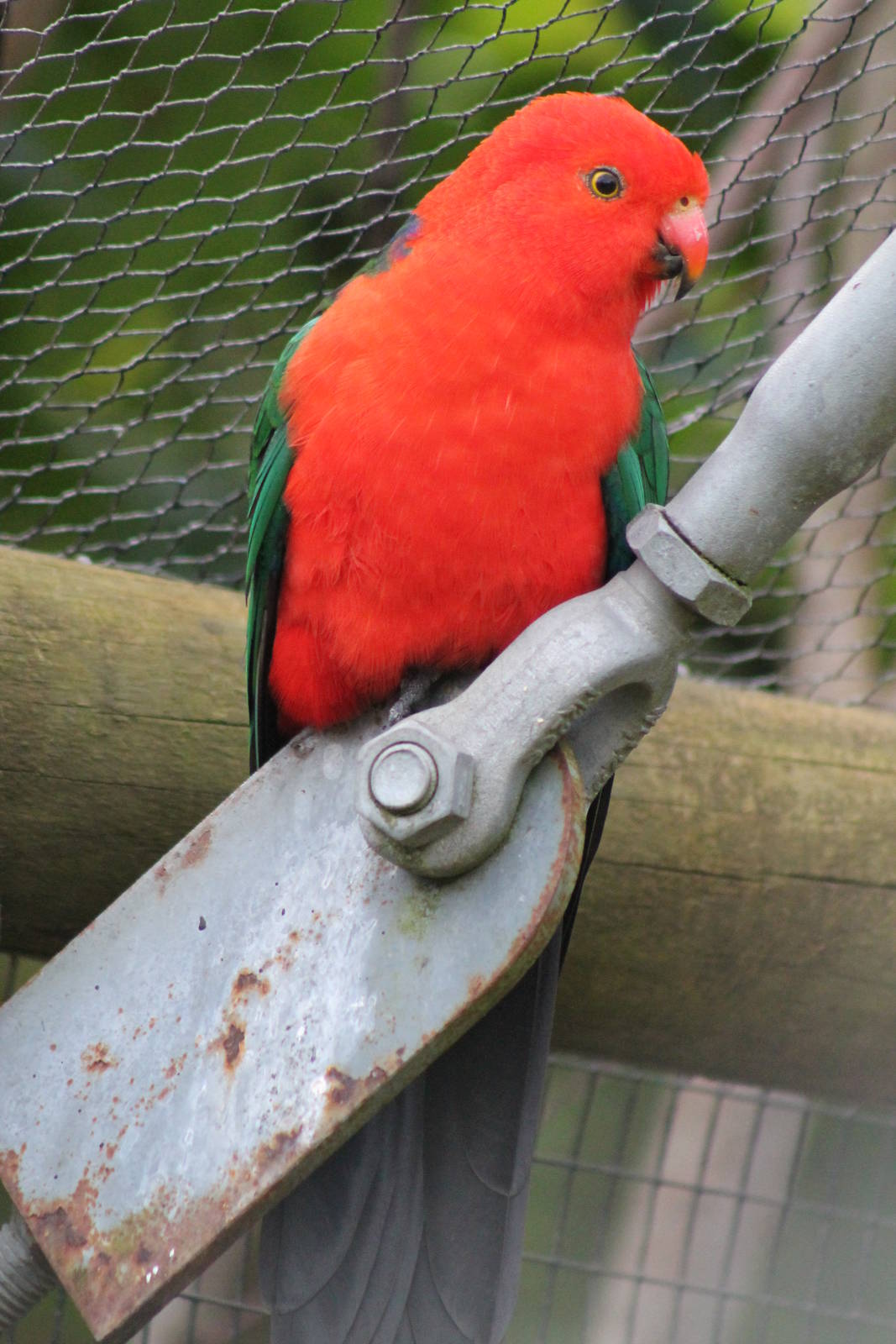 male Australian king parrot (Alisterus scapularis)