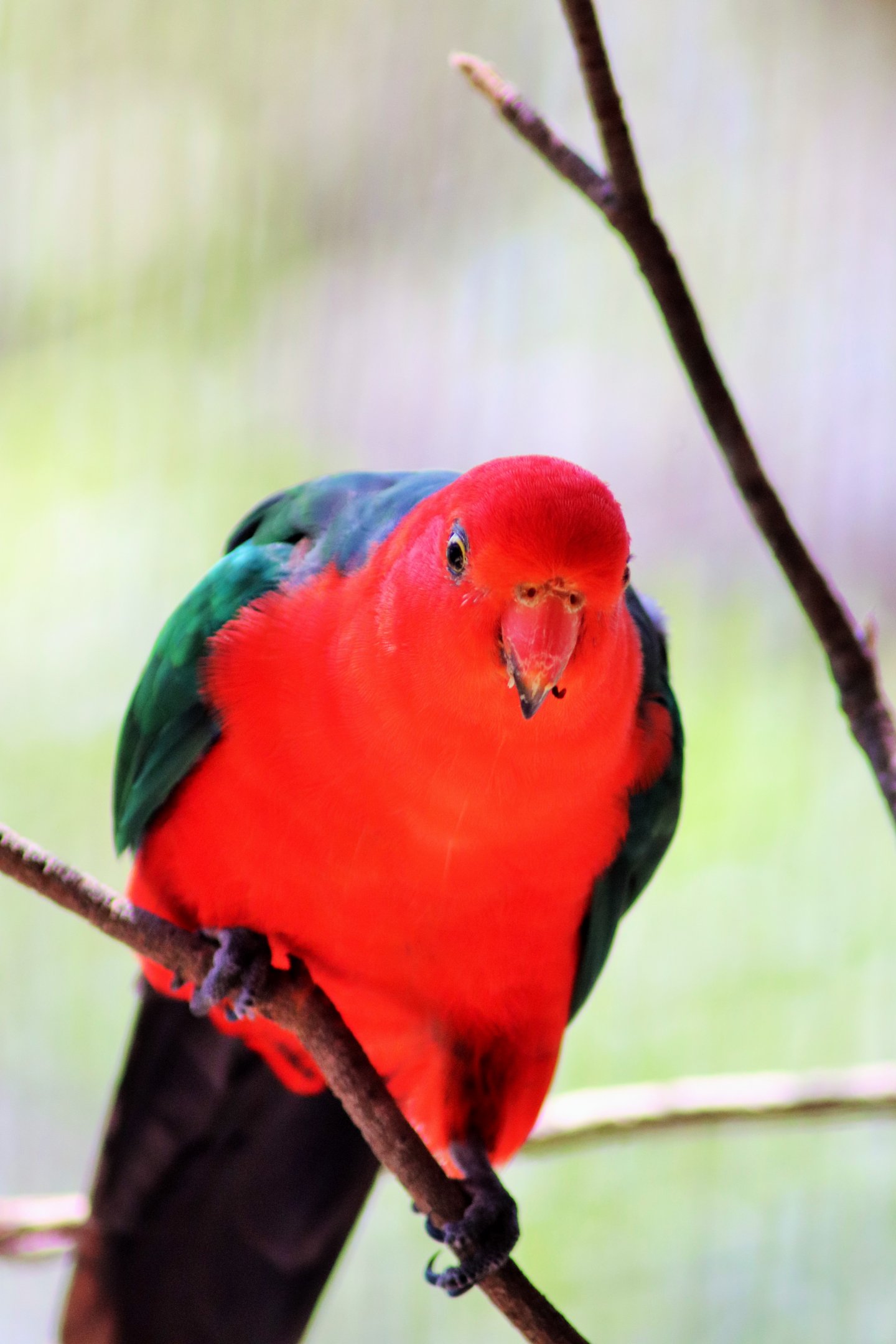 Male Australian King Parrot (Alisterus scapularis)