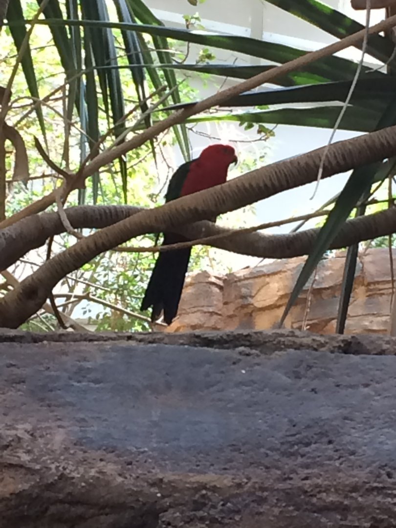 Male Australian King Parrot