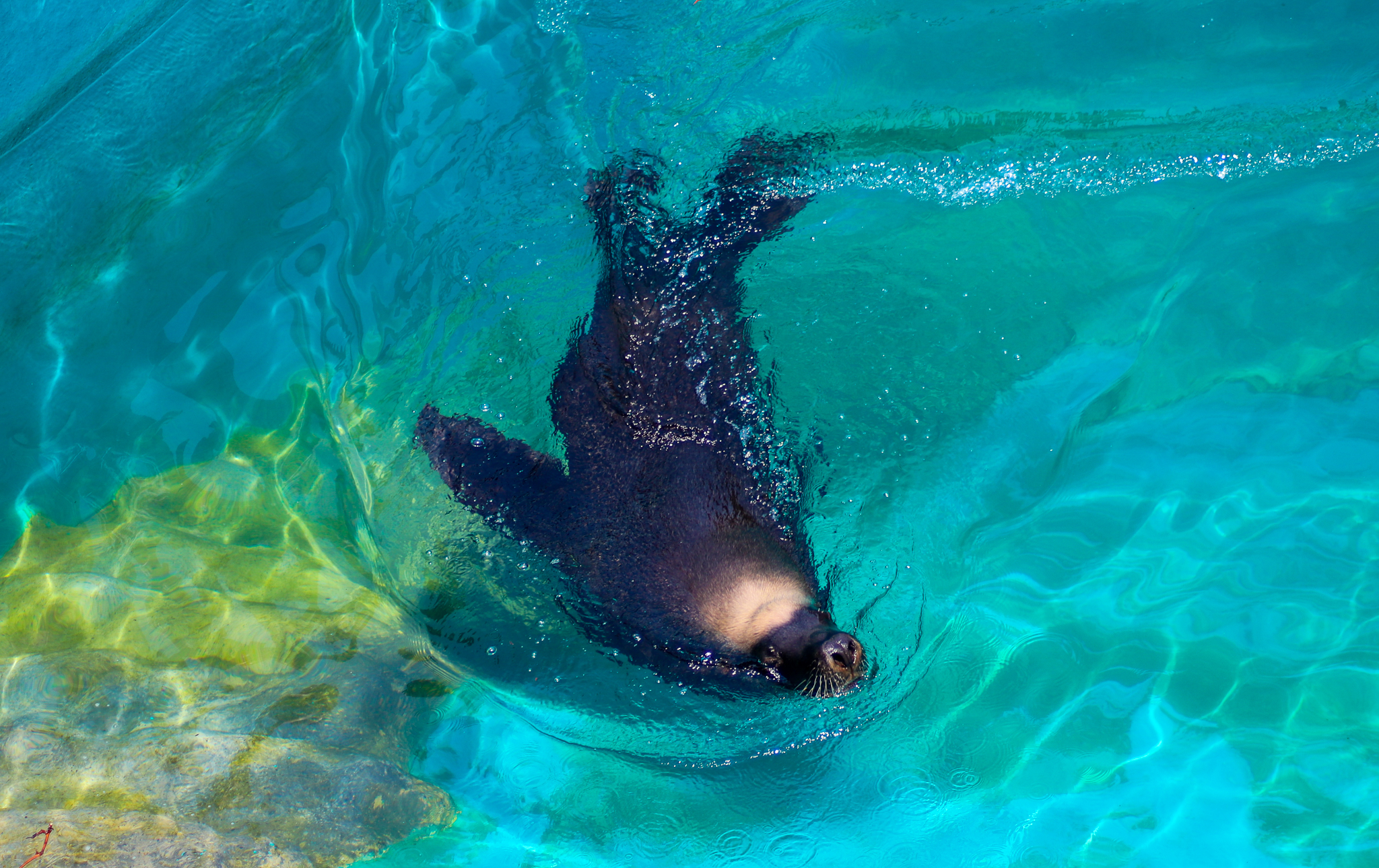 Male Australian Sea Lion (Neophoca cinerea) - December 2019