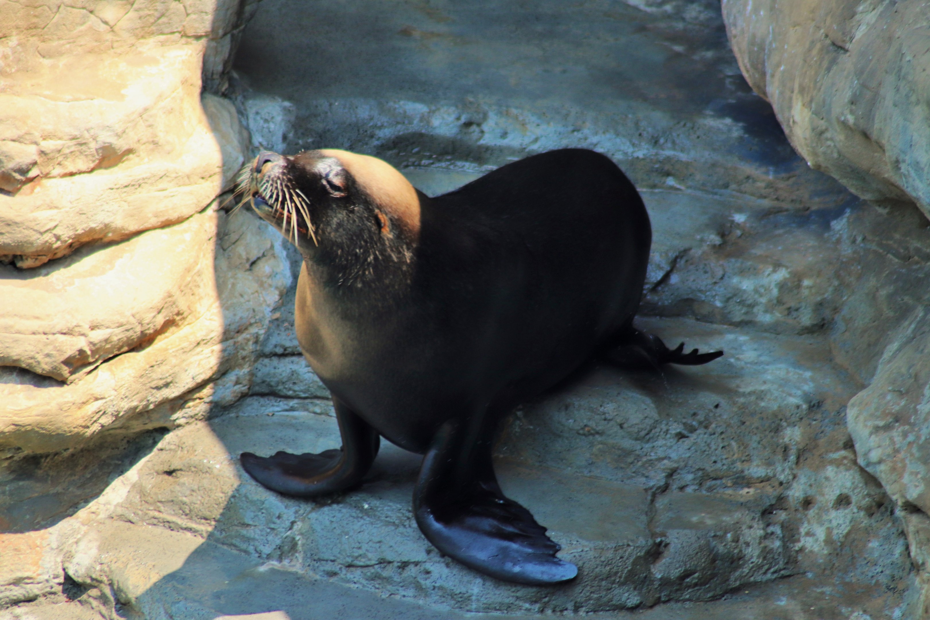 Male Australian Sea Lion (Neophoca cinerea)