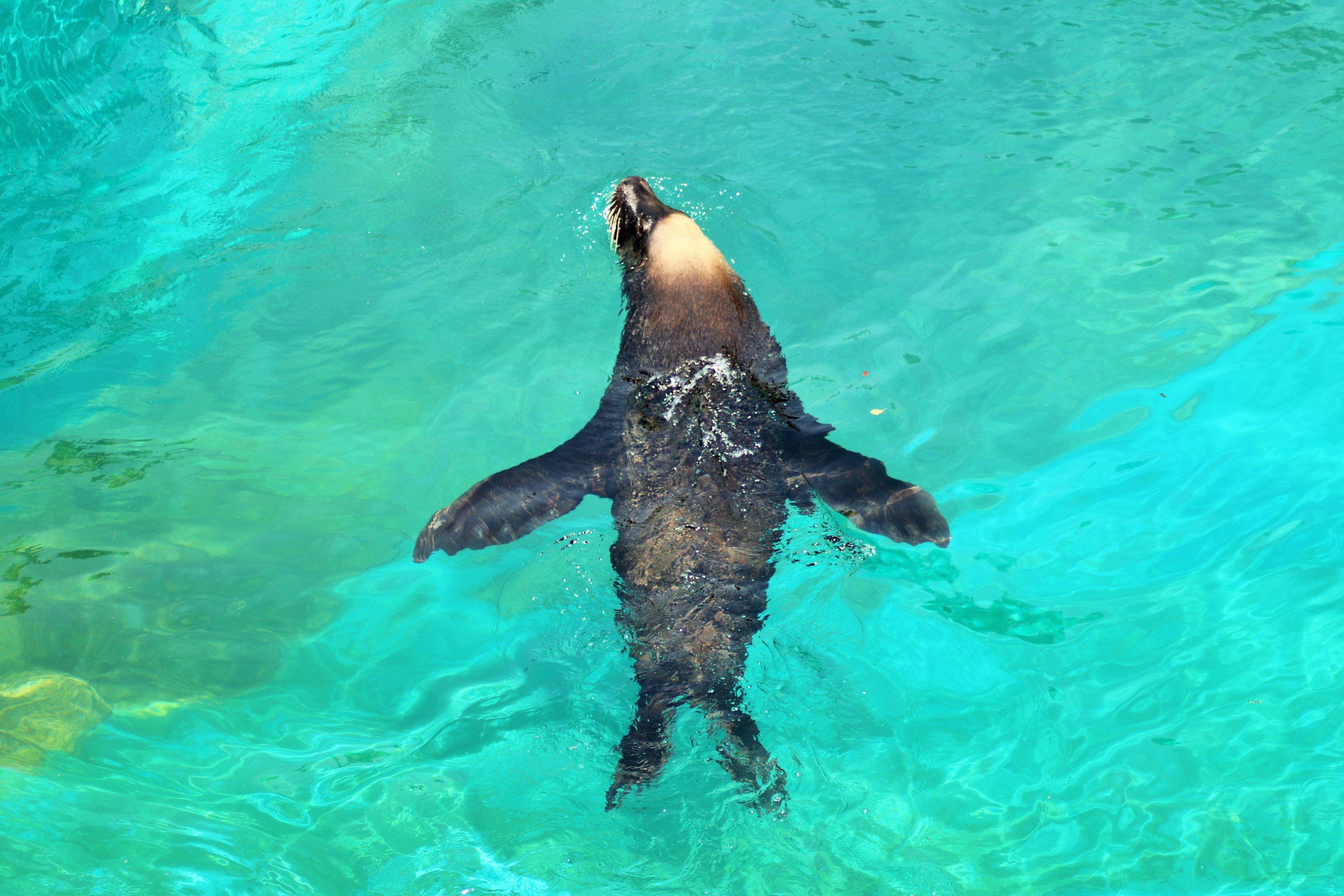 Male Australian Sea Lion (Neophoca cinerea)