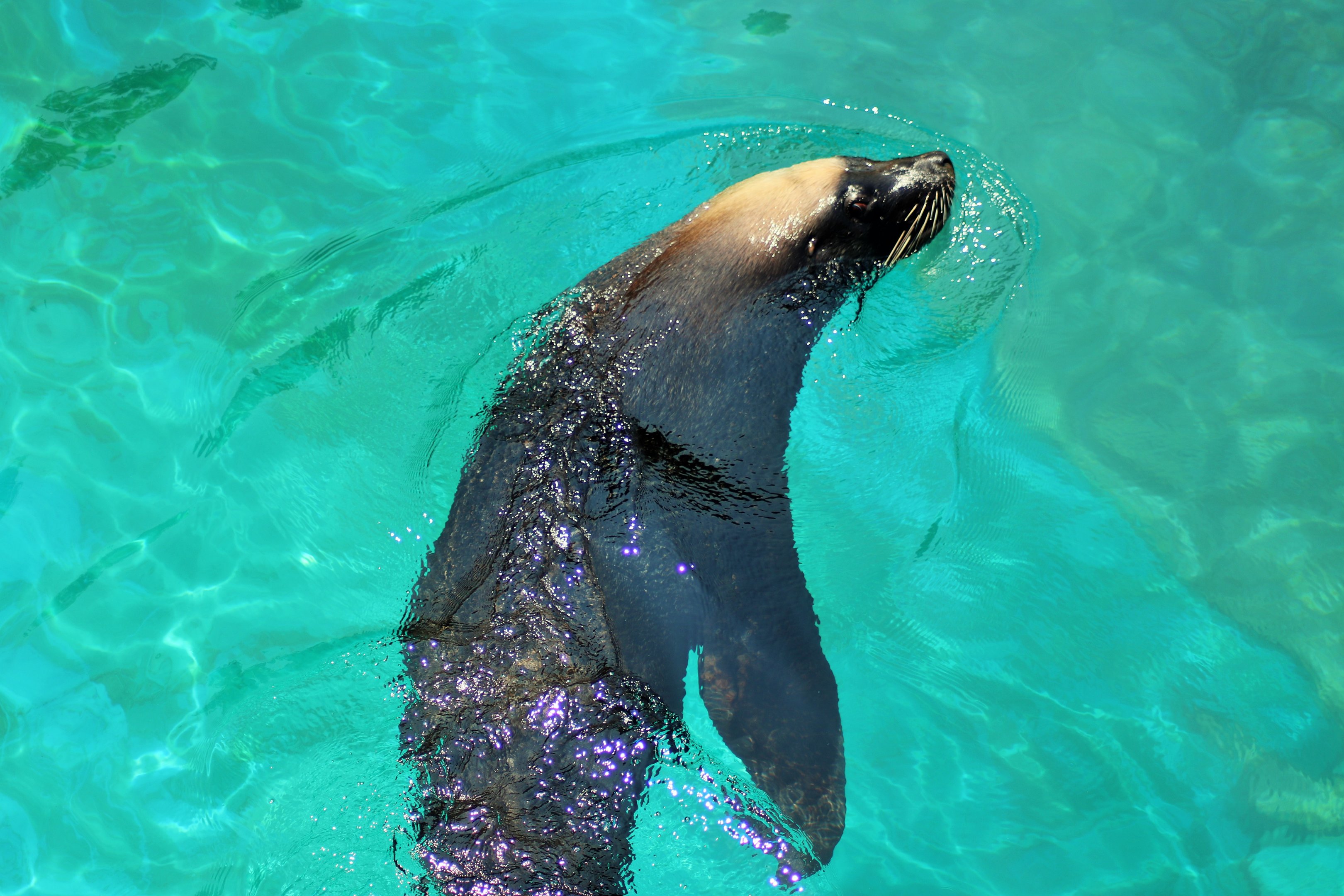 Male Australian Sea Lion (Neophoca cinerea)