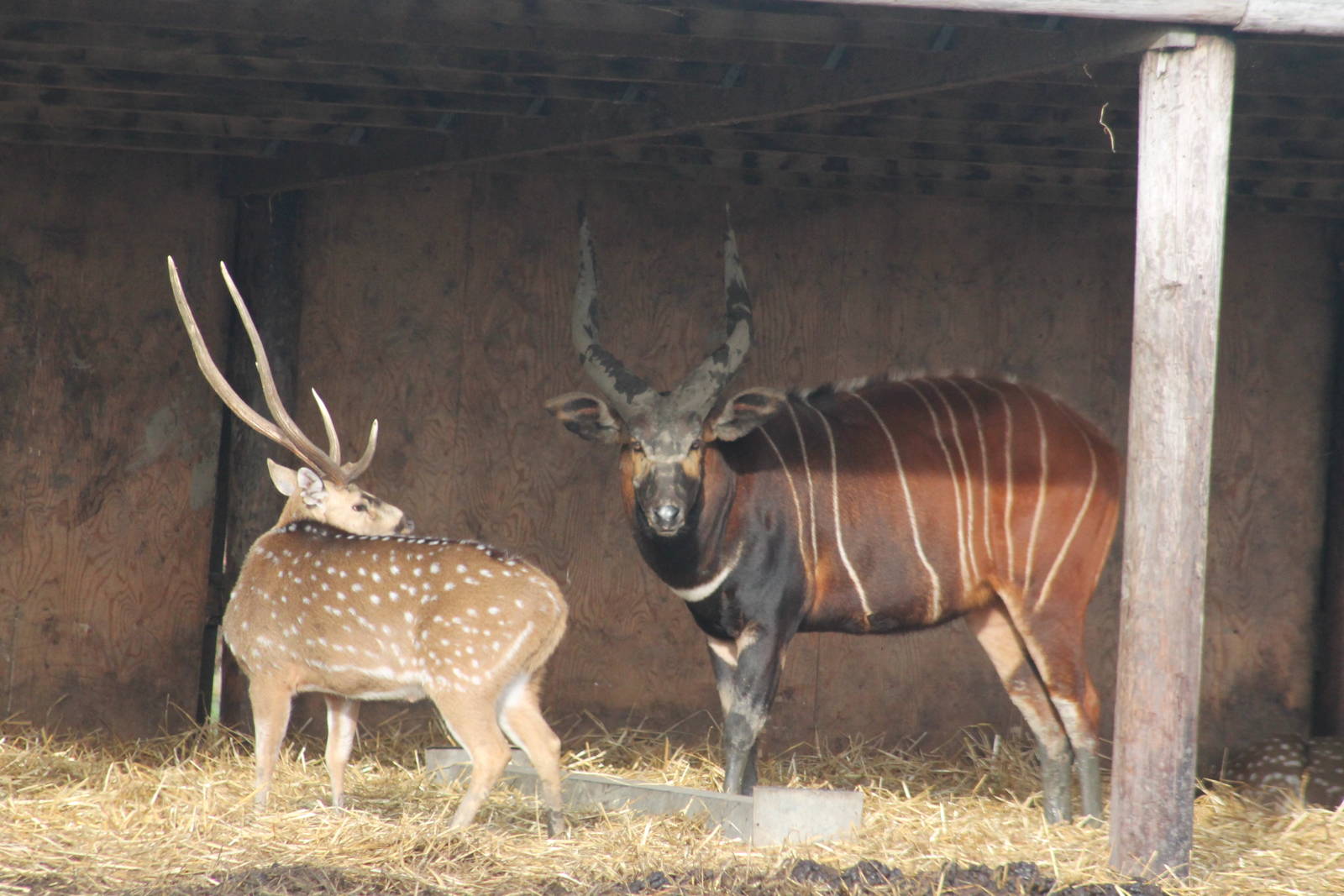 Male Axis Deer and Male Eastern Bongo