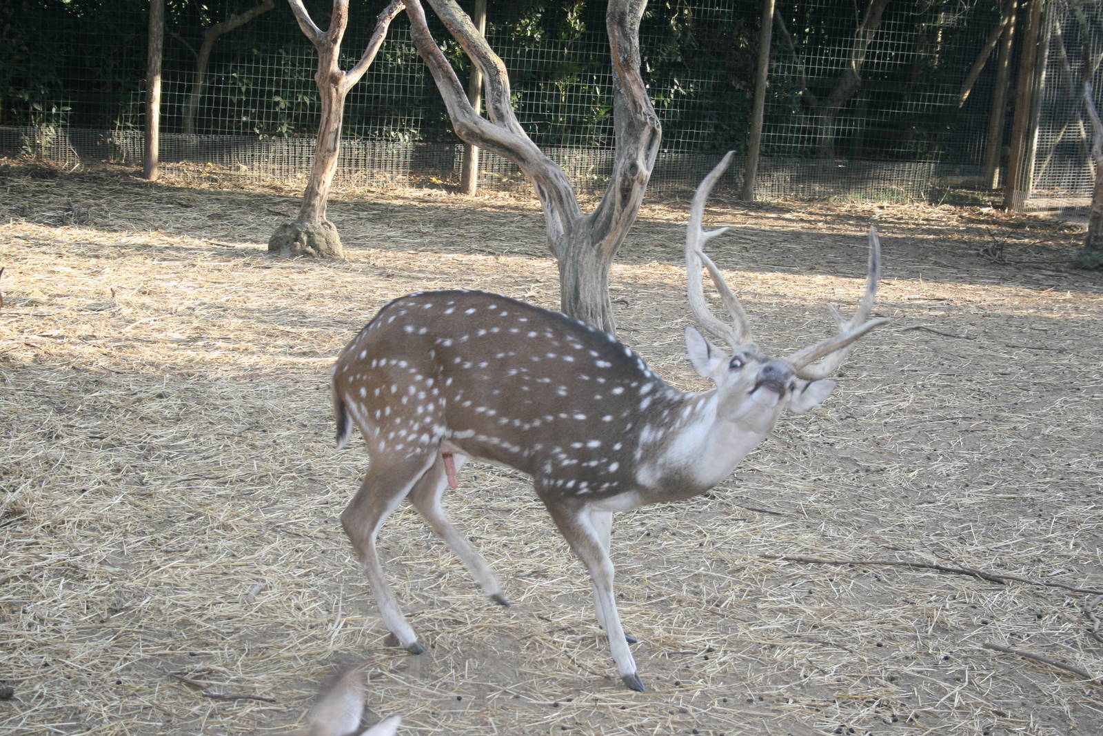 male axis deer in heath