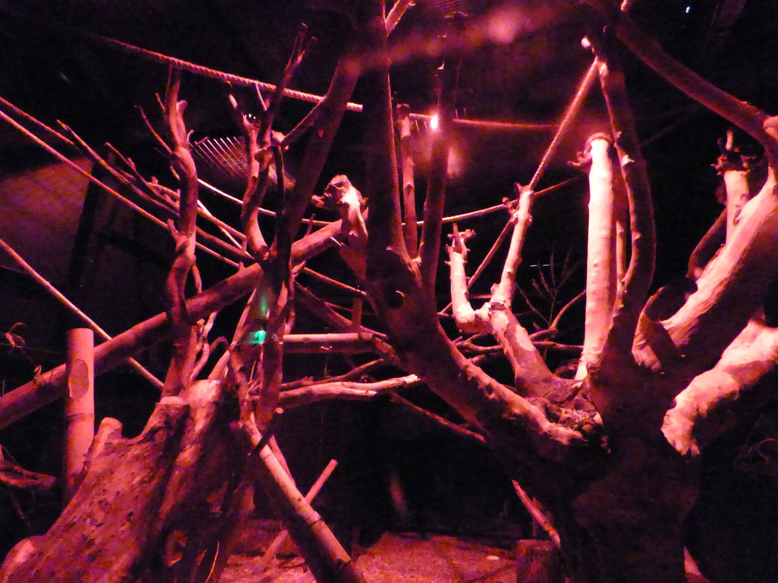 Male Aye-Aye Enclosure