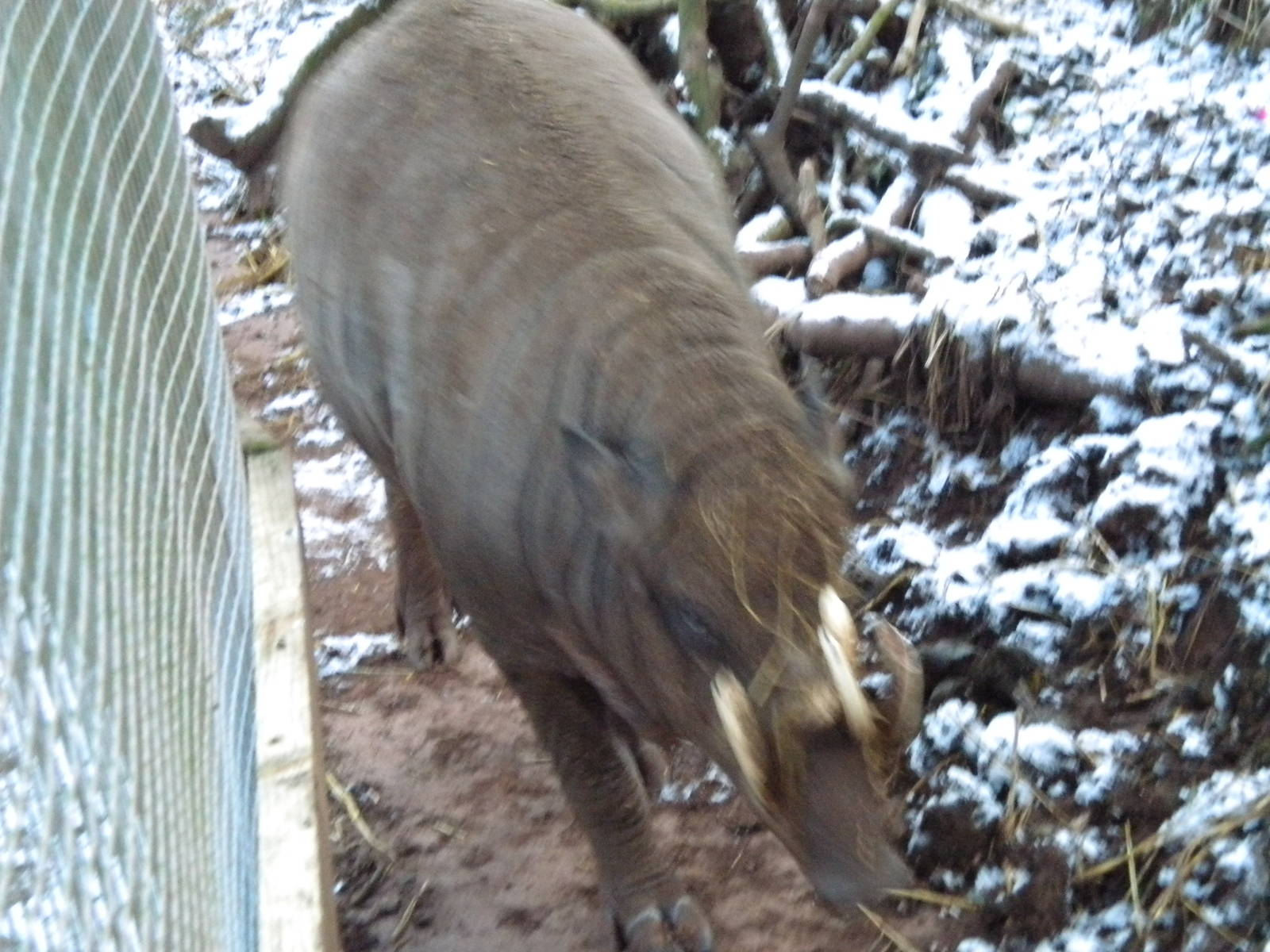 Male Babirusa.