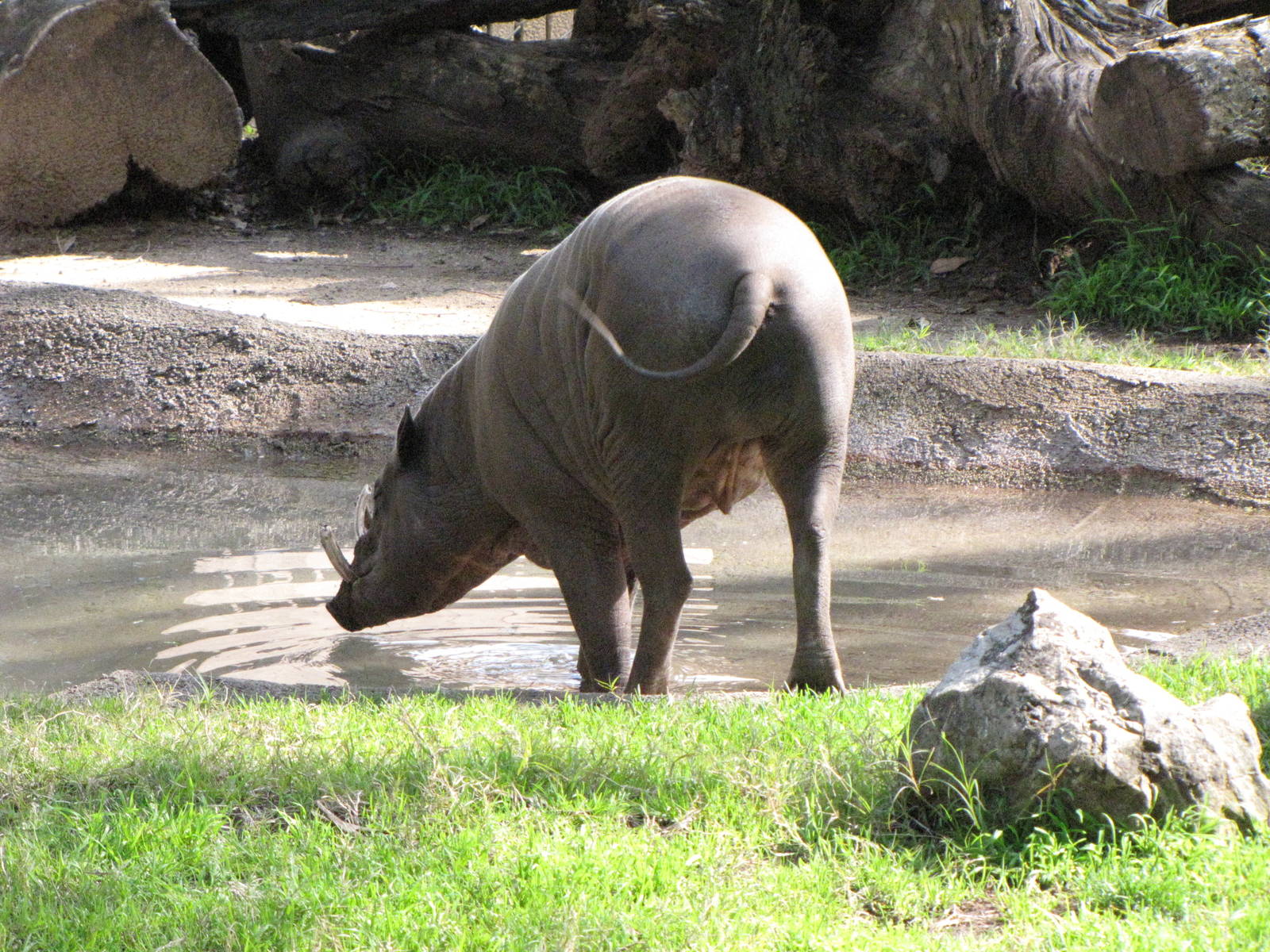 Male Babirusa