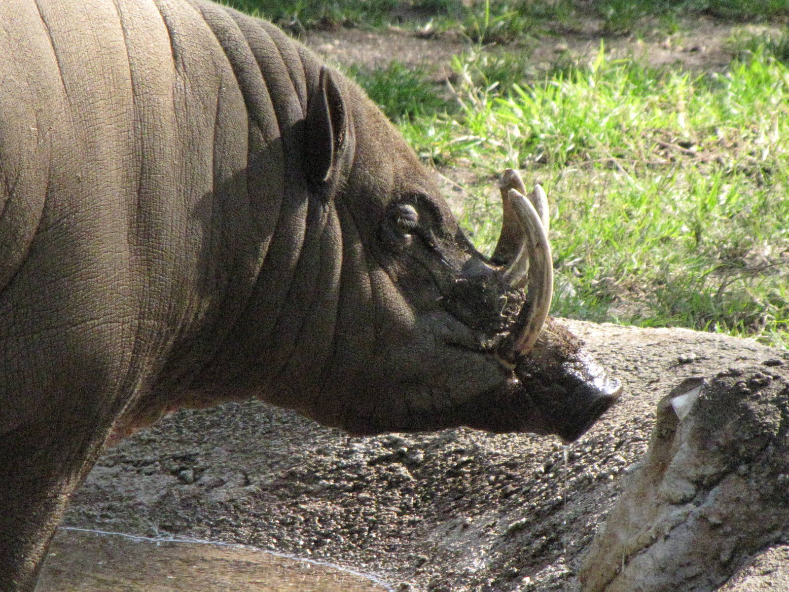Male Babirusa