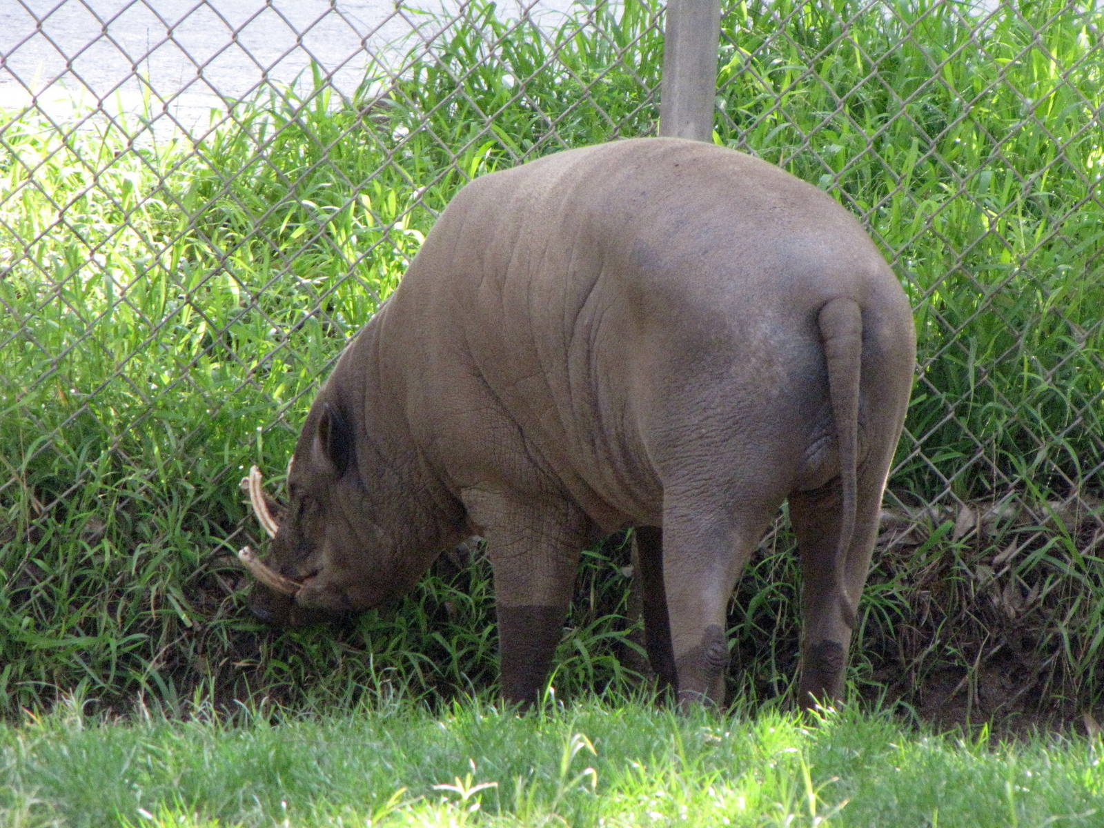 Male Babirusa