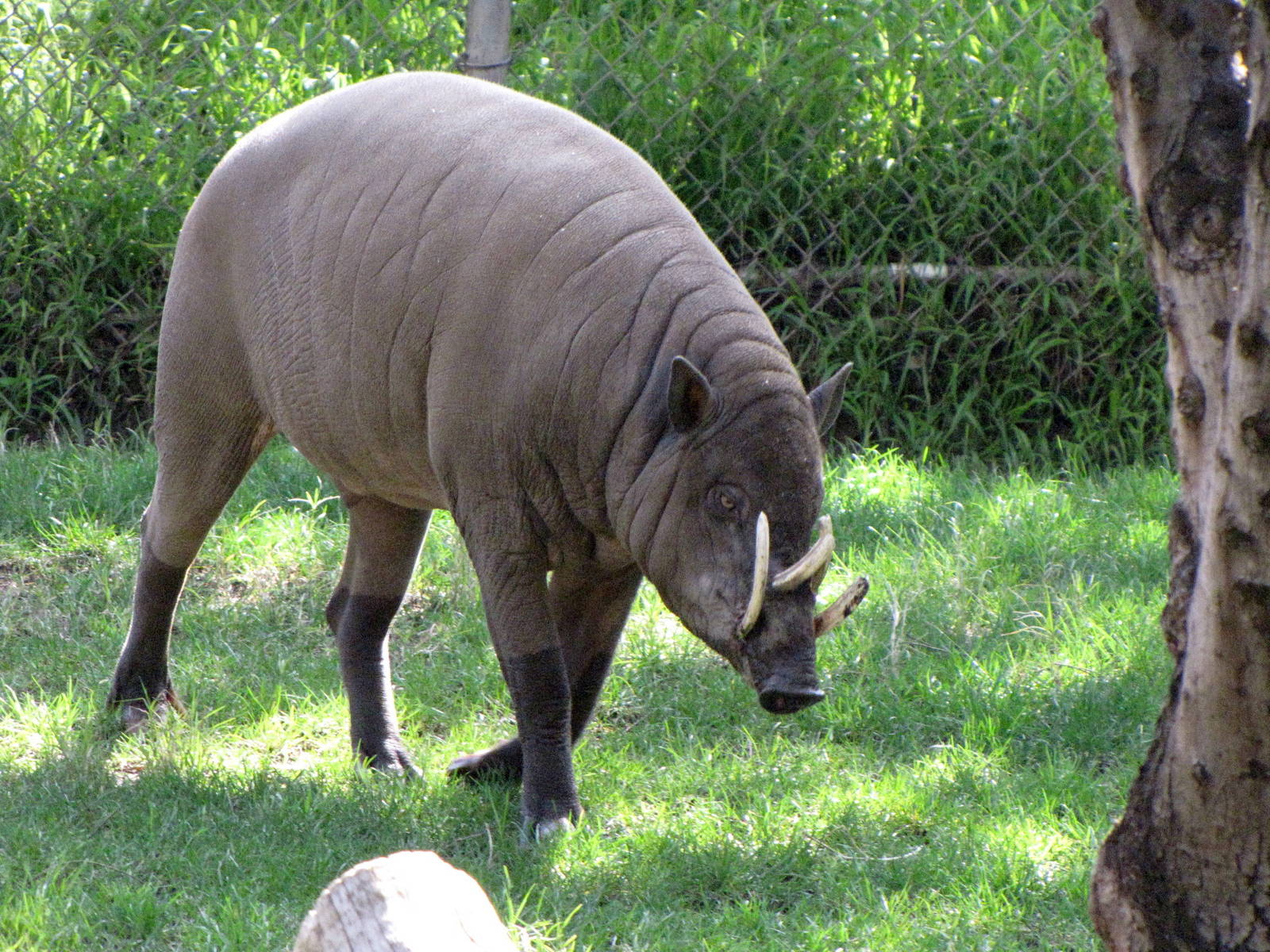 Male Babirusa