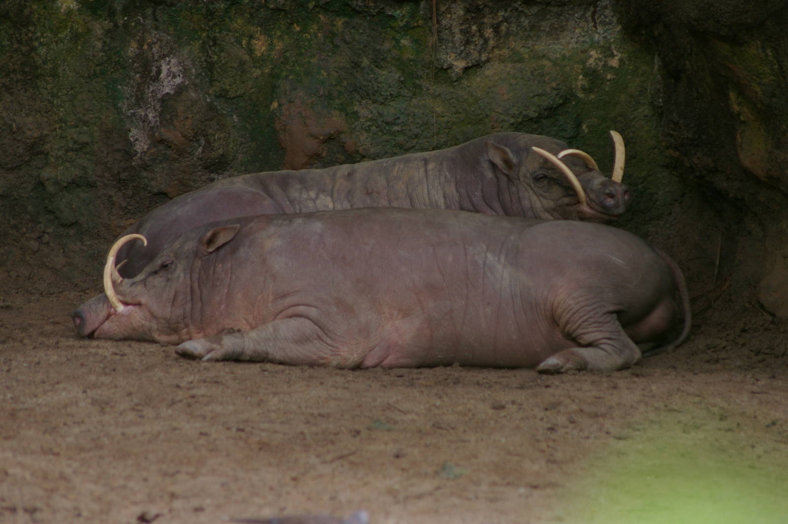 male babirusa