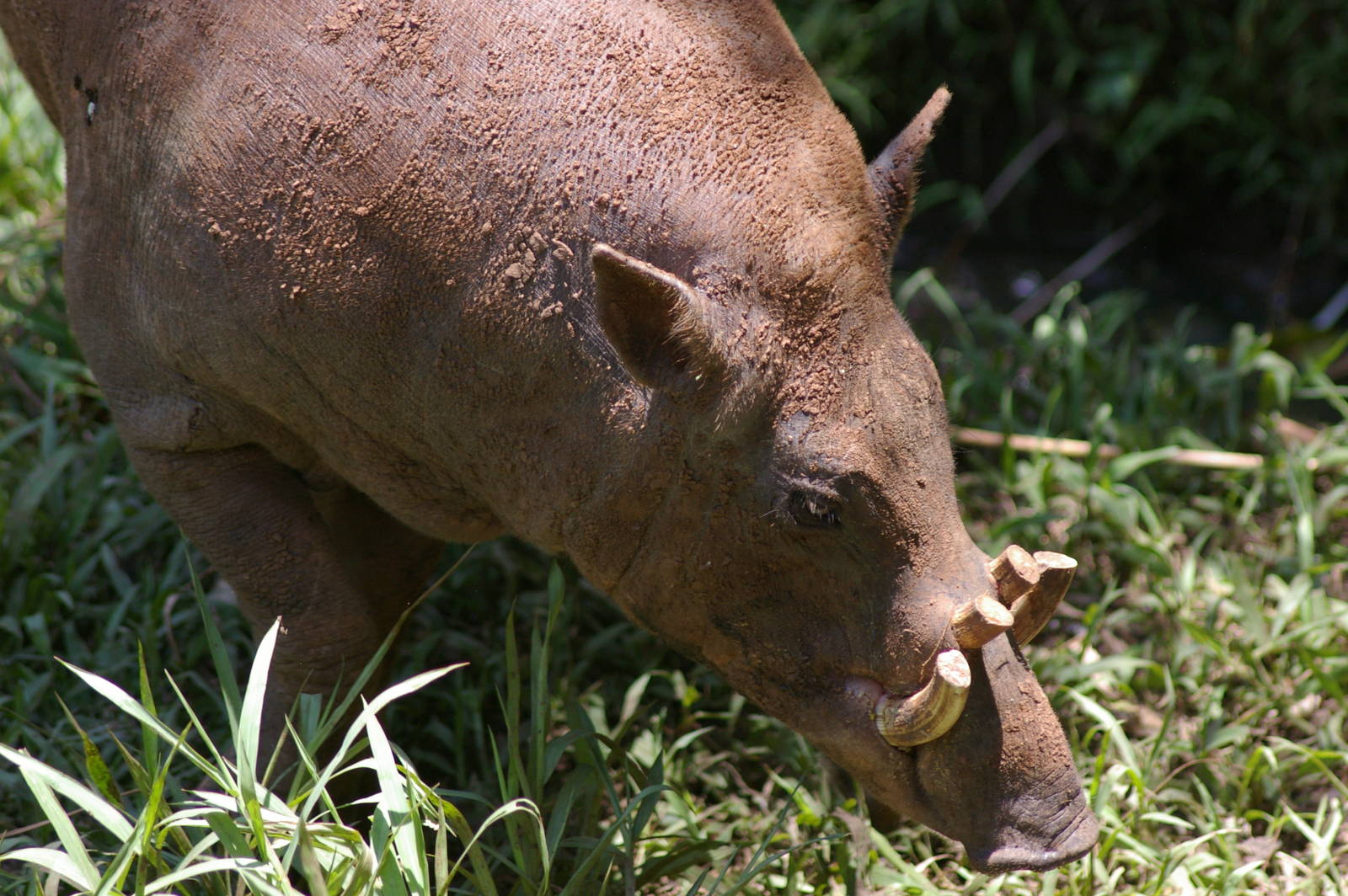 male babirusa