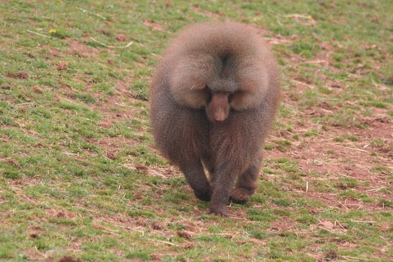 Male baboon 19 May 2010