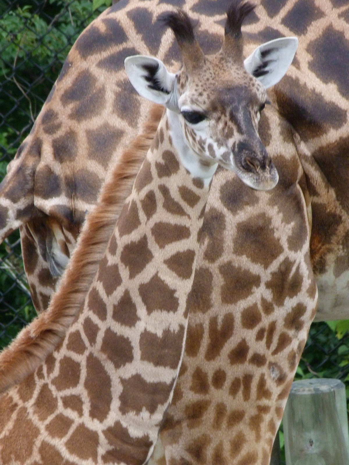 Male Baby Giraffe
