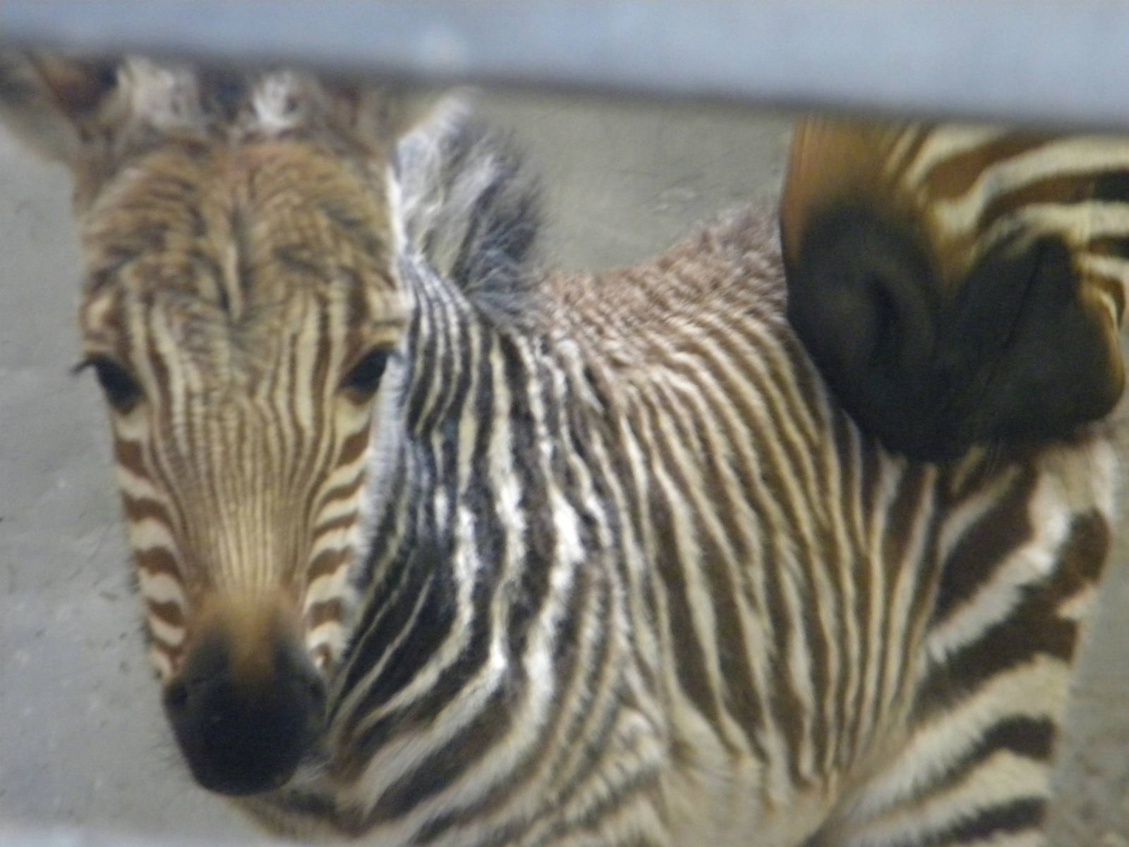 Male baby Hartmann's Mountain Zebra at Blackpool Zoo 6th March 2011