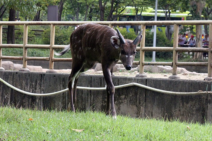 male baby Sitatunga