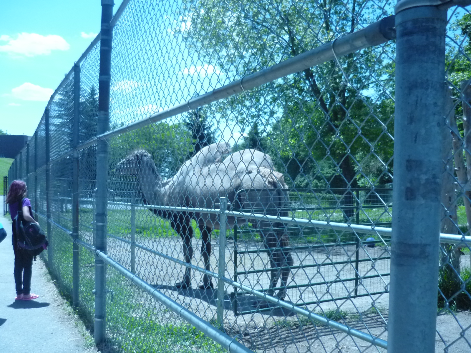 Male Bactrian Camel