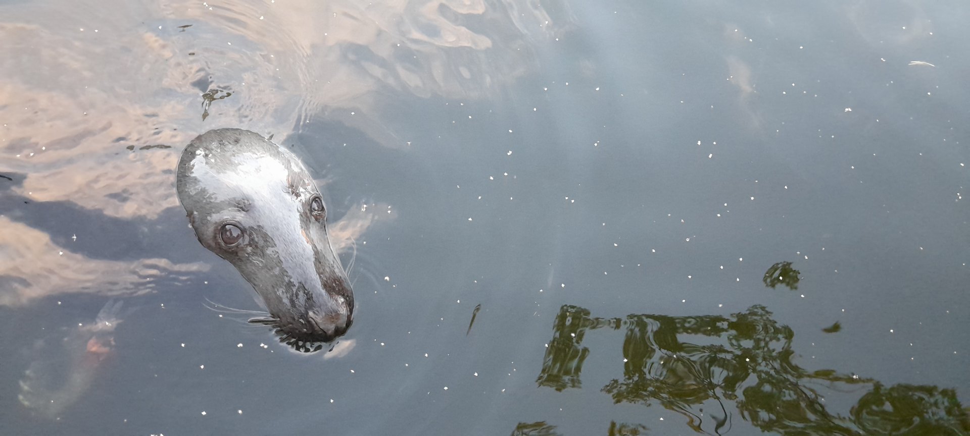 Male Baltic Sea Grey seal (Halichoreus grypus macrorhynchus)