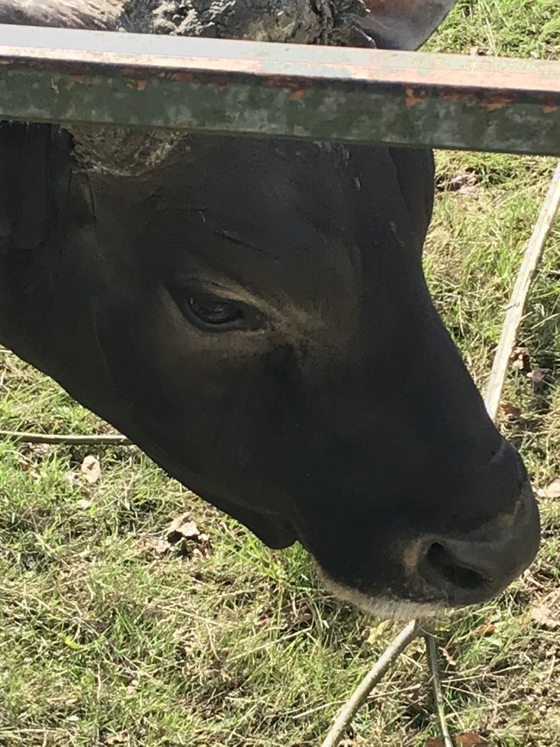 Male banteng closeup
