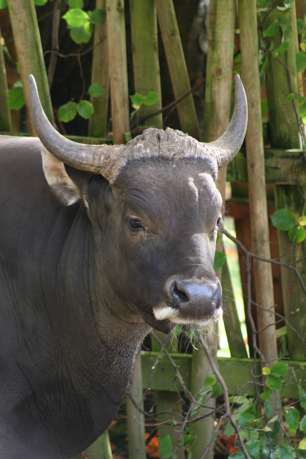 Male Banteng @ Edinburgh, 20.10.2012