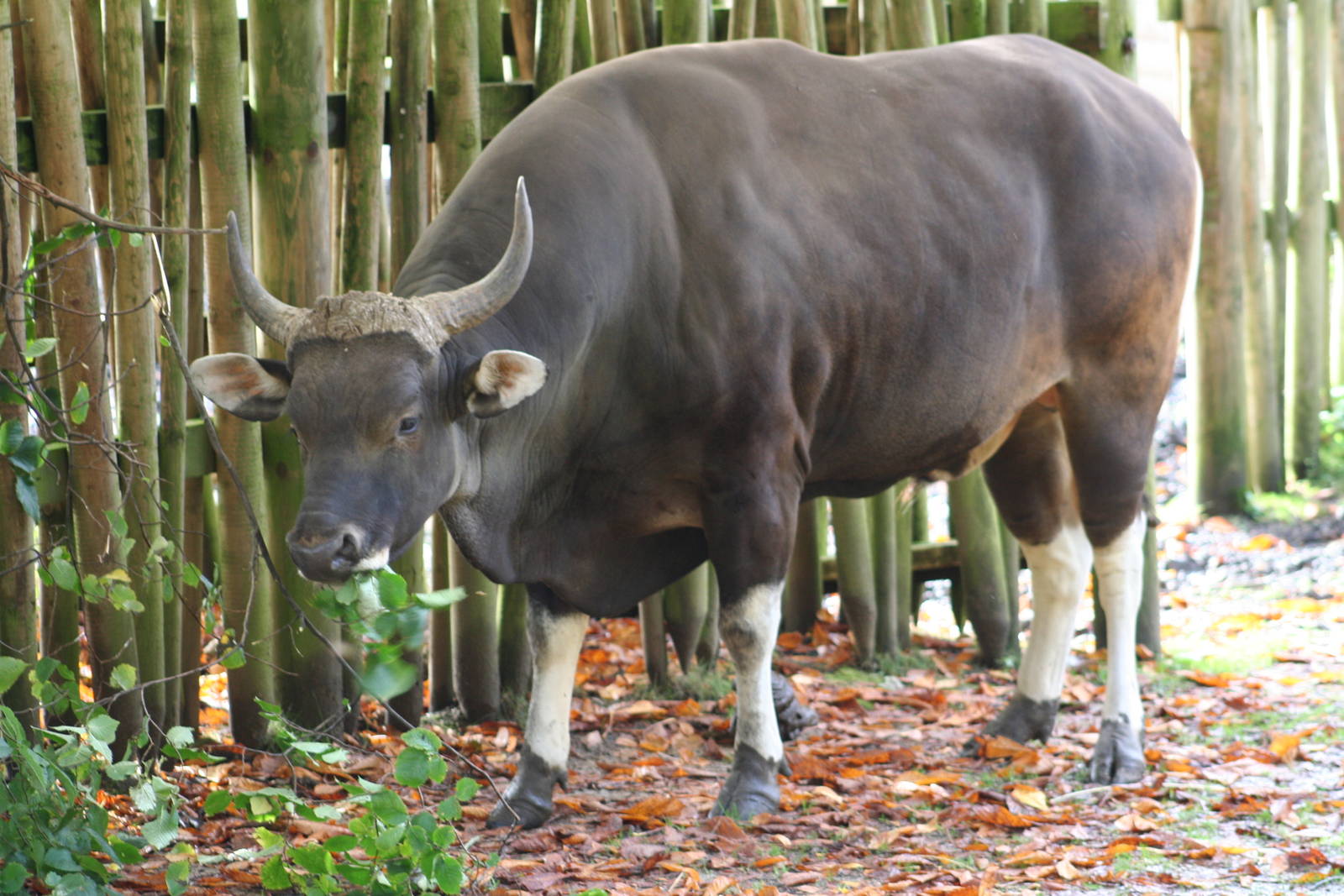 Male Banteng @ Edinburgh, 20.10.2012