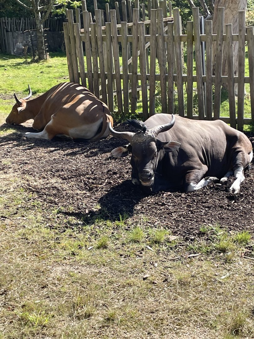 Male Banteng Sunbathing