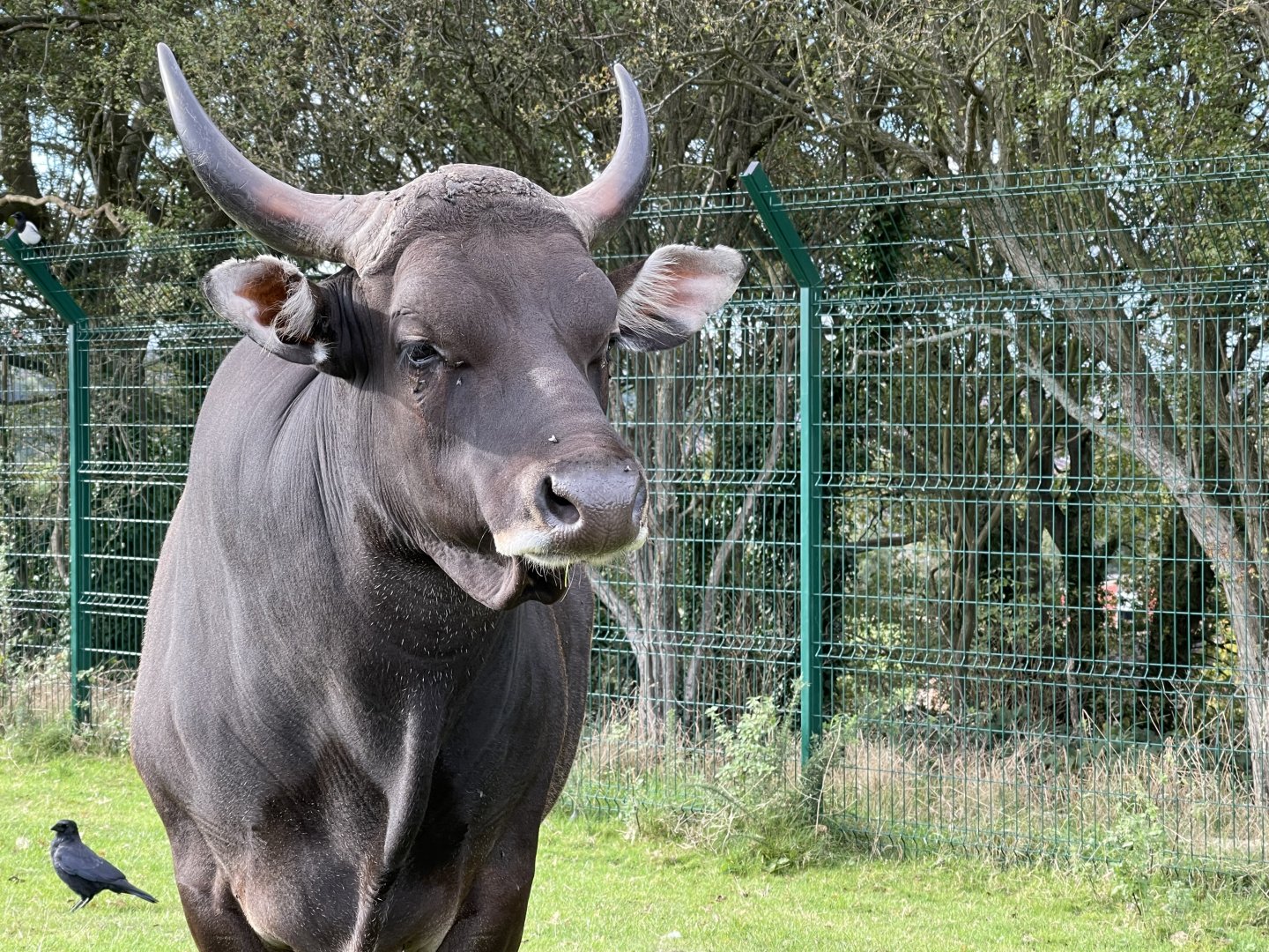 Male banteng
